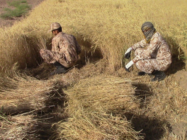 اردوی جهادی یکروزه بسیجیان ناحیه شهرستان خوسف