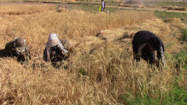 اردوی جهادی یکروزه بسیجیان ناحیه شهرستان خوسف