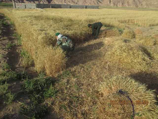 اردوی جهادی یکروزه بسیجیان ناحیه شهرستان خوسف