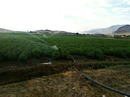 کشت سیب زمینی توسط کشاورزان غیر بومی با وجود کم آبی در دلفان+تصاویر