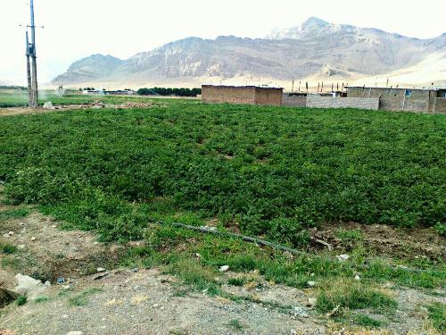 کشت سیب زمینی توسط کشاورزان غیر بومی با وجود کم آبی در دلفان+تصاویر