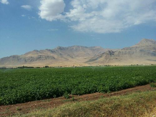 کشت سیب زمینی توسط کشاورزان غیر بومی با وجود کم آبی در دلفان+تصاویر