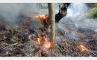 پارک ملی پابند در شعله های آتش خاکستر شد