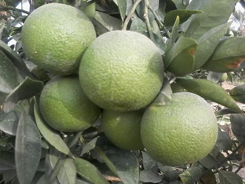 تصاویری زیبا ازدرختان پرتقال در منوجان