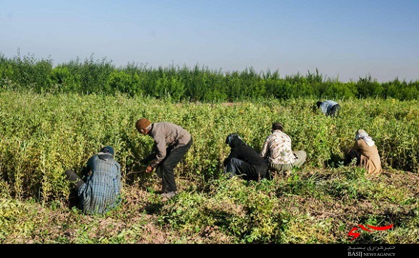 برگزاری 30دوره آموزشی، ترویجی در مرکز جهاد کشاورزی کاکی