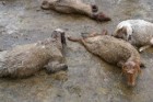 سیلاب ۱۰۰ راس گوسفند را تلف کرد
