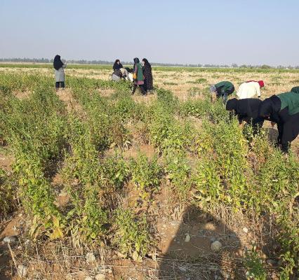 برداشت کنجد توسط گروه جهادی پایگاه های مقاومت