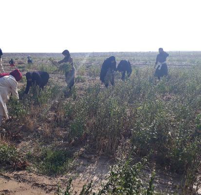 برداشت کنجد توسط گروه جهادی پایگاه های مقاومت