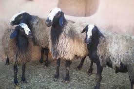 کشف 100 رأس گوسفند قاچاق و فاقد مجوز در کبودراهنگ