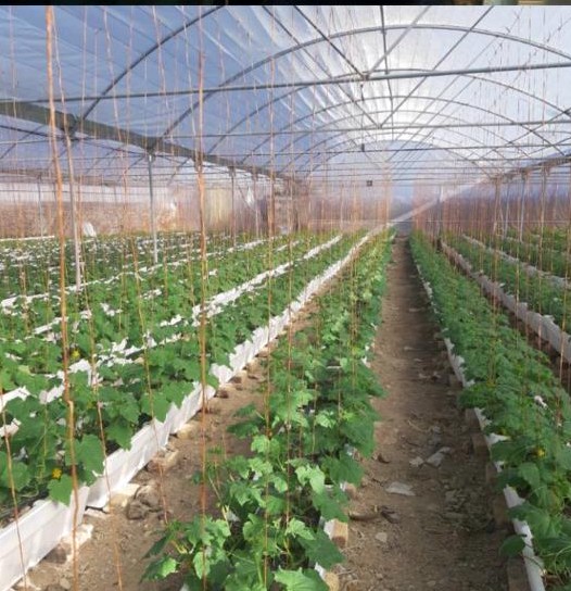 آمادگی بسیج مهندسین کشاورزی جهت ارائه مشاوره علمی و تخصصی در زمینه کشاورزی
