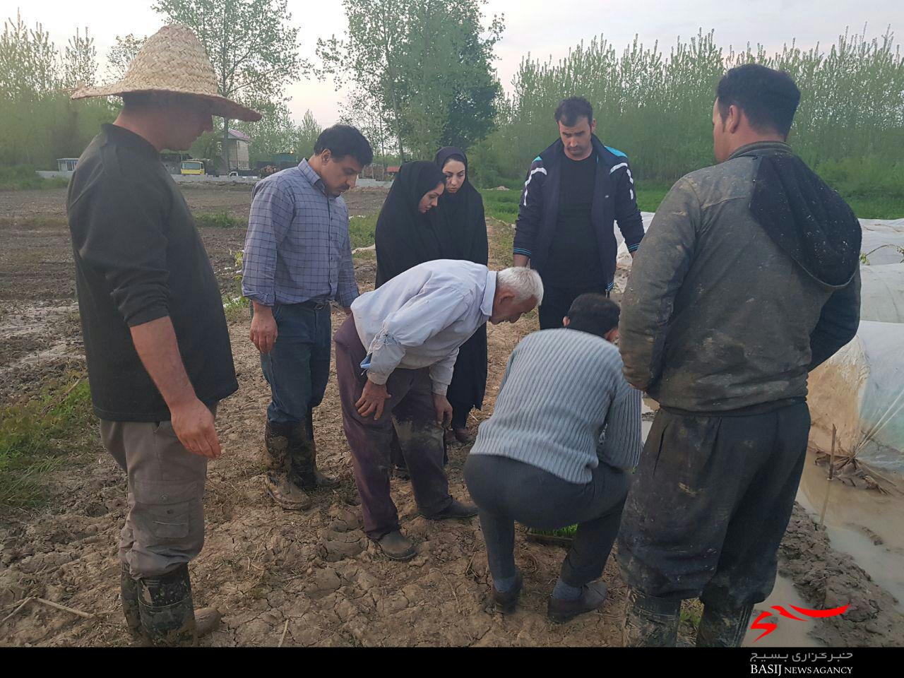 بازدید اساتید بسیج مهندسین کشاورزی و منابع طبیعی استان از خزانه های شهرستان صومعه&zwnj;سرا + تصاویر