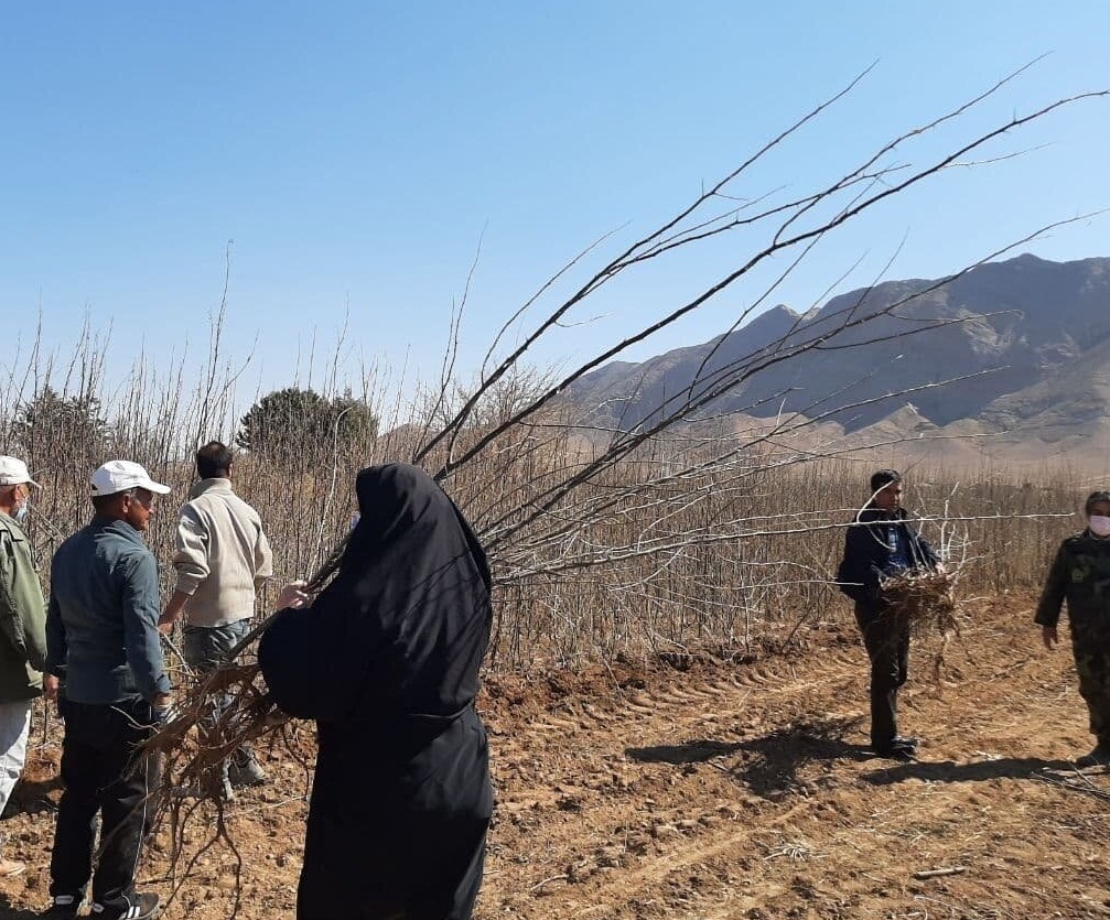 توزیع ۴۰۰ هزار اصله نهال در هشت شهرستان استان سمنان