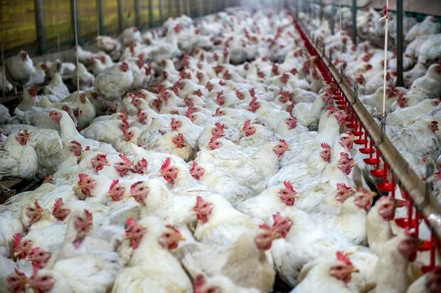 کشف ۲ هزار قطعه مرغ زنده قاچاق در تویسرکان