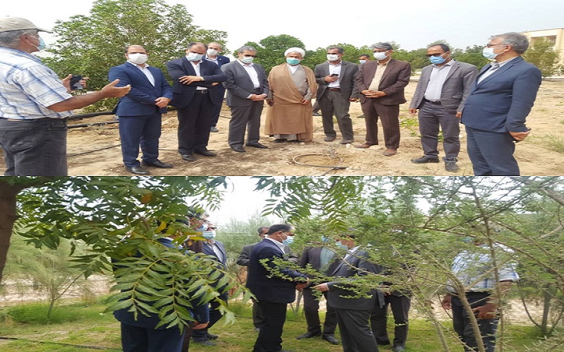 پروژه‌های تحقیقاتی، تولید و کشت گیاهان سازگار با کم‌آبی استان بوشهر اجرا شد