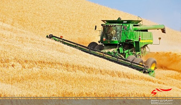 پیش بینی برداشت بیش از 102 هزار تن گندم از مزارع شهرستان اردبیل