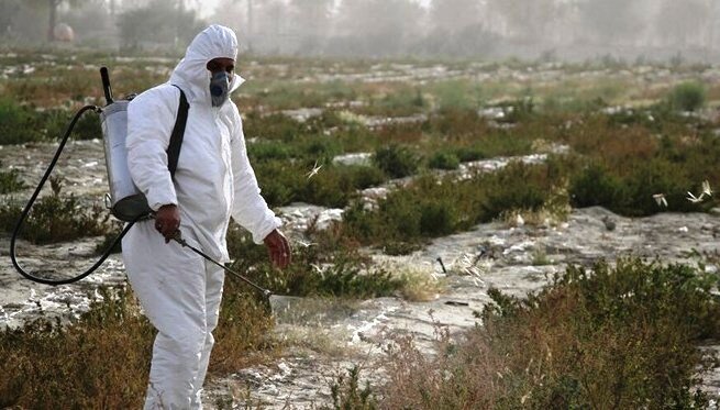 مبارزه با ملخ‌ها بدون هیچ آسیبی به مزارع و باغ‌ها در استان بوشهر پایان یافت