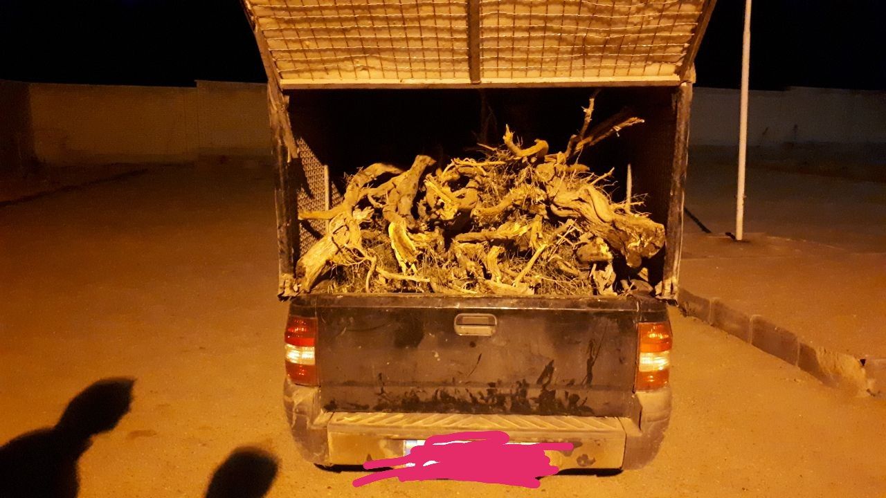 کشف چندین اصله درخت تاغ ممنوع القطع از یک خودرو در شاهرود