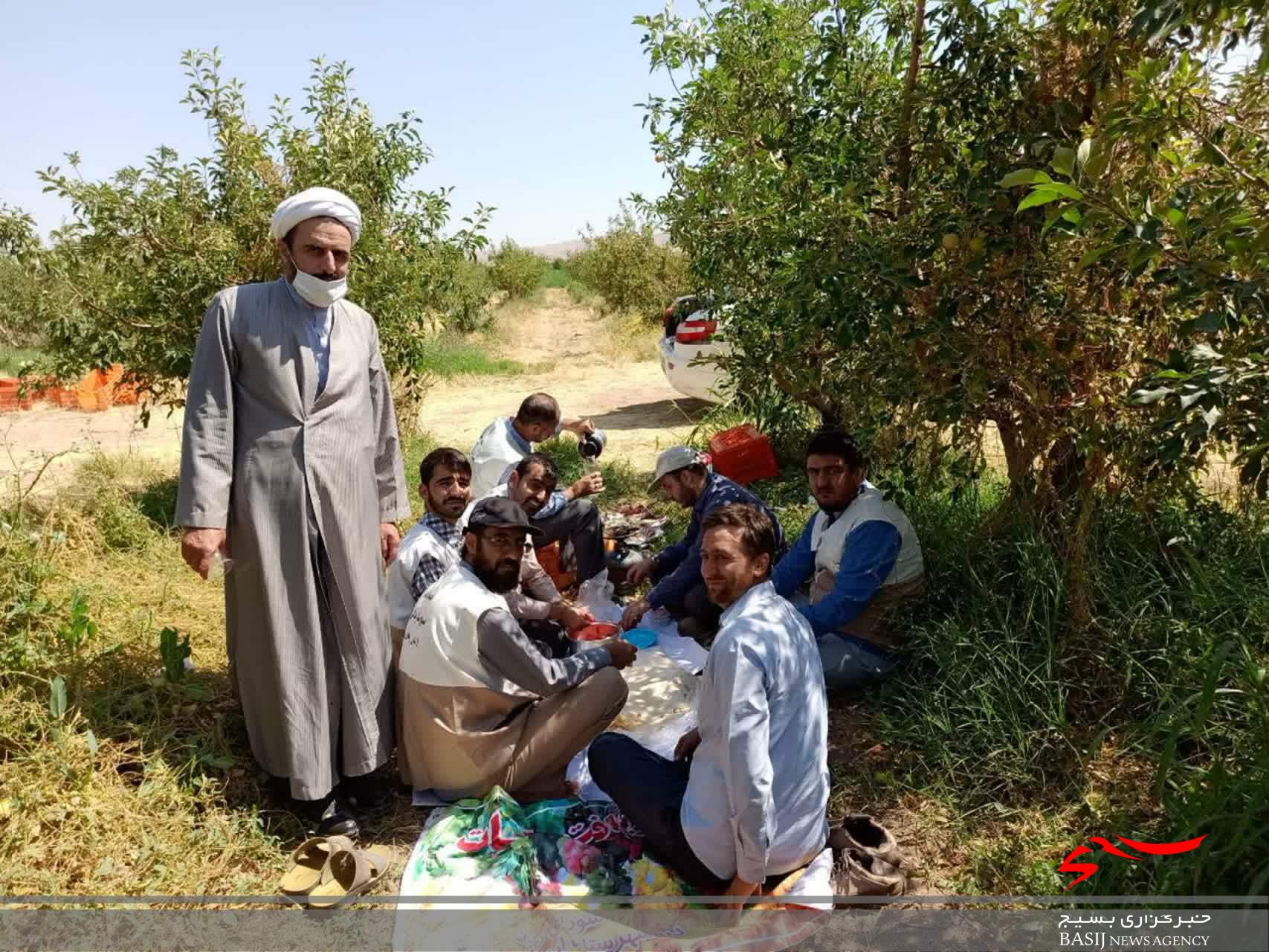 کمک طلاب بسیجی شهرستان ابهر به برداشت محصول کشاورزان روستای قروه