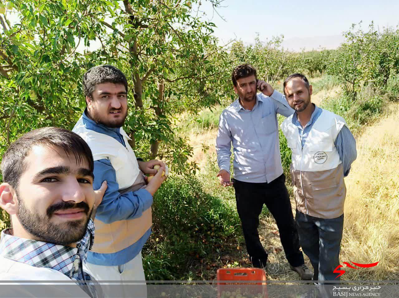کمک طلاب بسیجی شهرستان ابهر به برداشت محصول کشاورزان روستای قروه