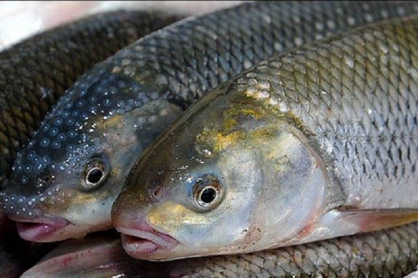 تولید ماهی پرورشی در استان بوشهر به ۴۰۰۰ تن در سال رسید
