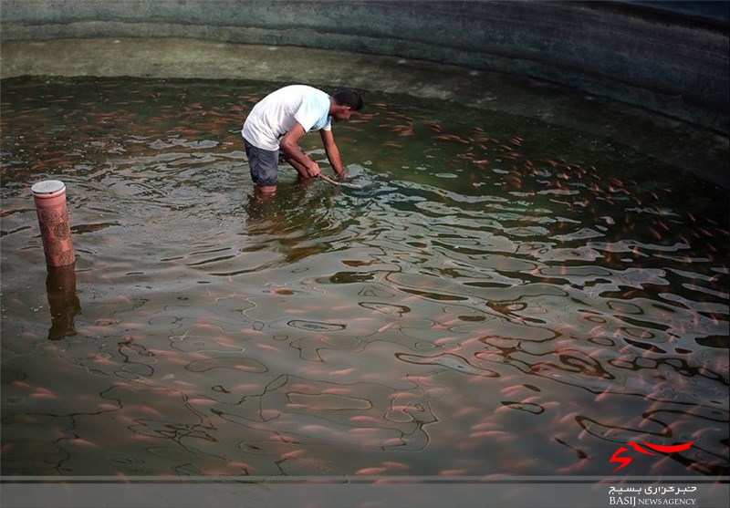 میزان تولید ماهی در استان اردبیل افزایش می‌یابد
