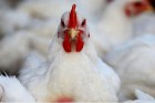واکنش مرغداران به ممنوعیت صادرات