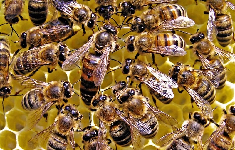 وجود ۶۲ هزار و ۱۶۰ مبنی زنبور عسل در استان سمنان/تولید ۴۴۴ تن عسل در سال ۱۳۹۹
