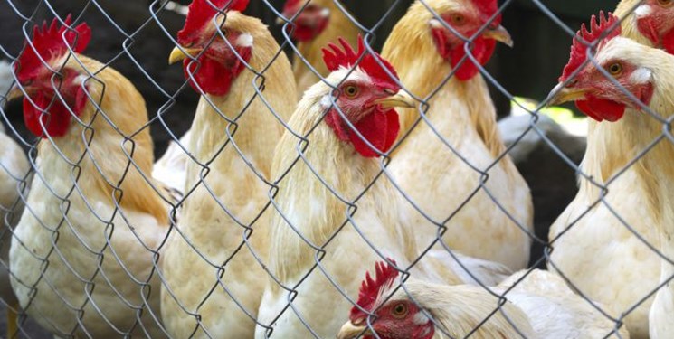 کشف ۲.۵ تن مرغ زنده خارج از شبکه توزیع در شاهرود