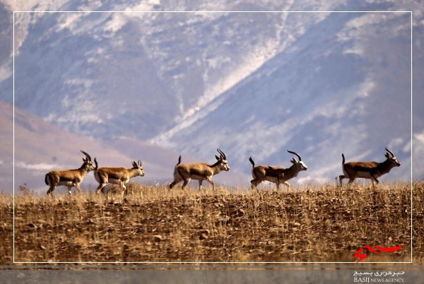احداث اولین پارک ملی حیات وحش در استان اردبیل