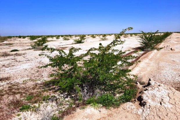 ۲۳ میلیارد تومان برای بیابان زدایی در گلستان هزینه شد