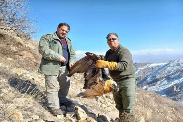 نجات یک بهله هما در کوه‌های شمالی زنجان