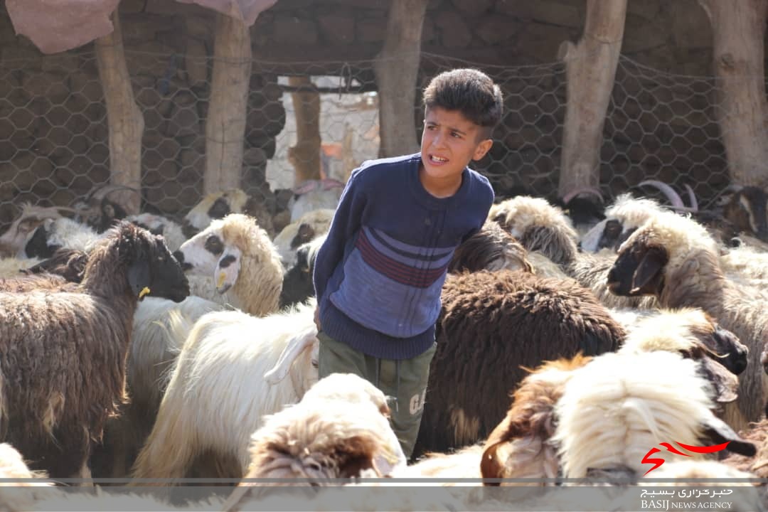 خدمات رسانی جهادی بسیج جامعه کشاورزی سپاه فتح در مناطق دور افتاده /۲۰۰۰ راَس دام در روستای نده واکسینه شدند