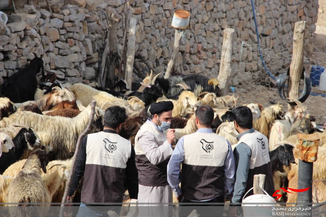 خدمات رسانی جهادی بسیج جامعه کشاورزی سپاه فتح در مناطق دور افتاده /۲۰۰۰ راَس دام در روستای نده واکسینه شدند