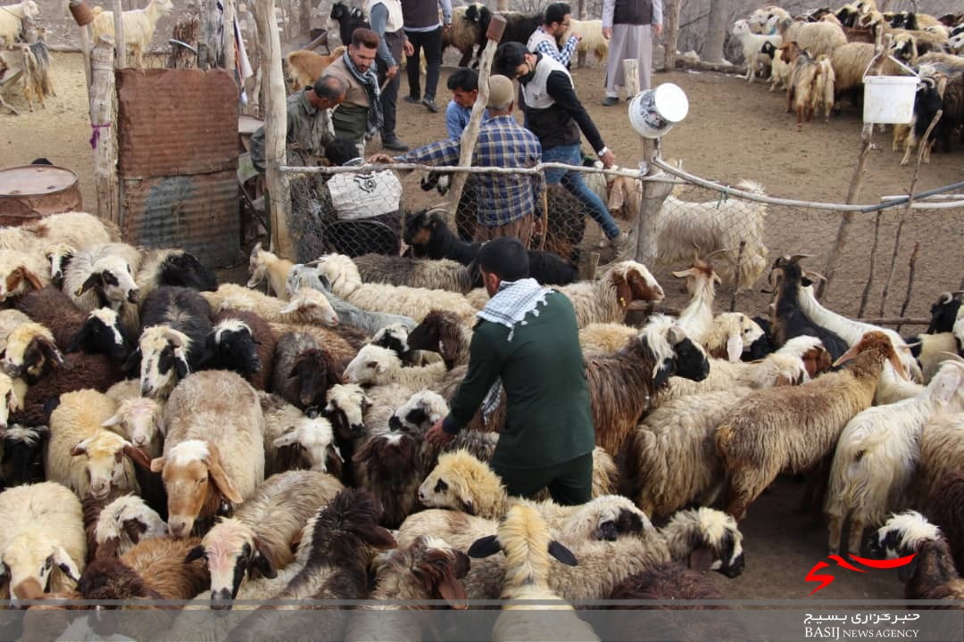 خدمات رسانی جهادی بسیج جامعه کشاورزی سپاه فتح در مناطق دور افتاده /۲۰۰۰ راَس دام در روستای نده واکسینه شدند