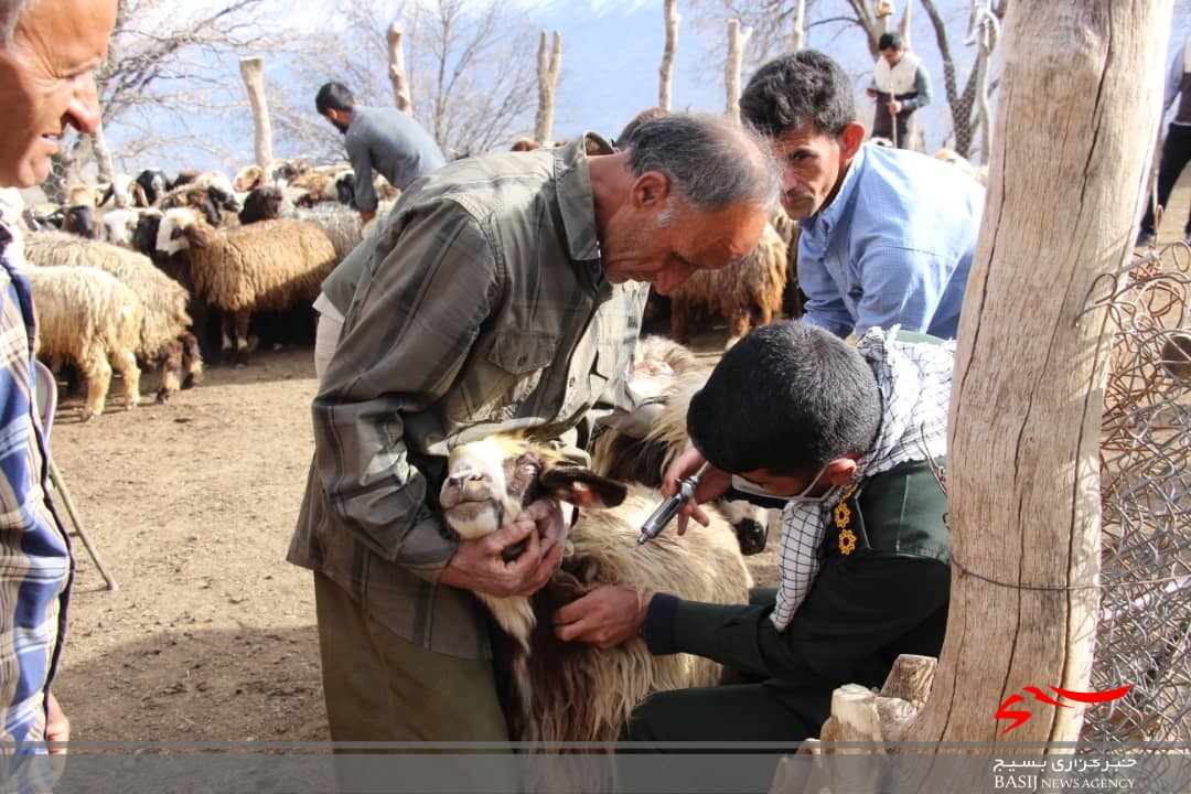 خدمات رسانی جهادی بسیج جامعه کشاورزی سپاه فتح در مناطق دور افتاده /۲۰۰۰ راَس دام در روستای نده واکسینه شدند