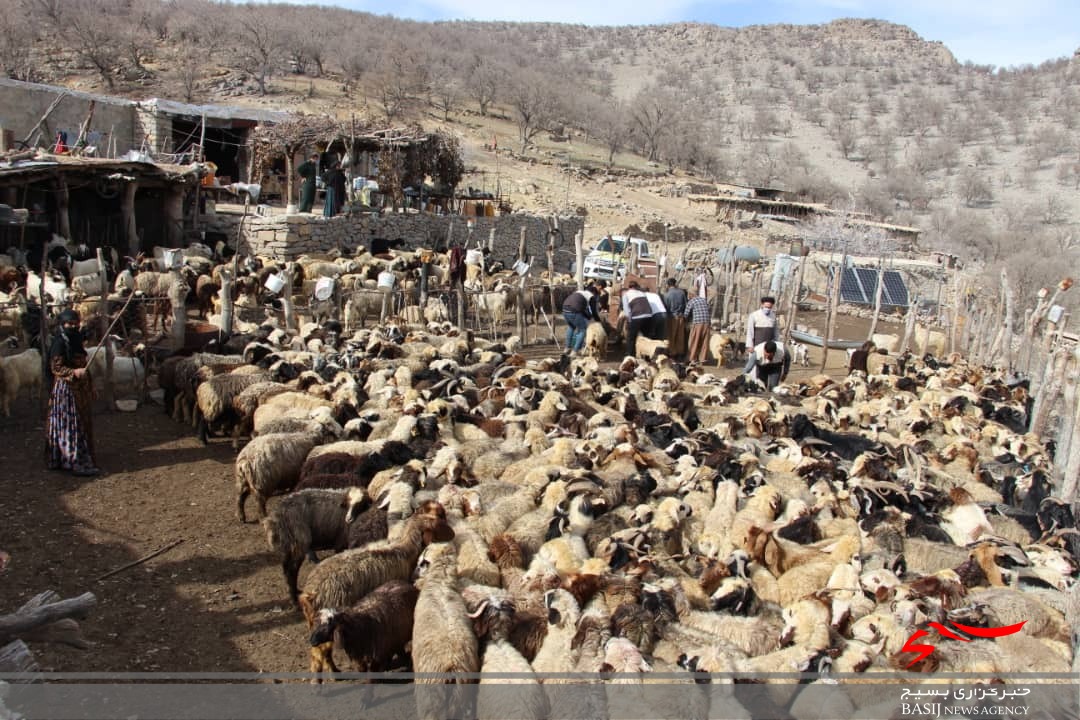 خدمات رسانی جهادی بسیج جامعه کشاورزی سپاه فتح در مناطق دور افتاده /۲۰۰۰ راَس دام در روستای نده واکسینه شدند