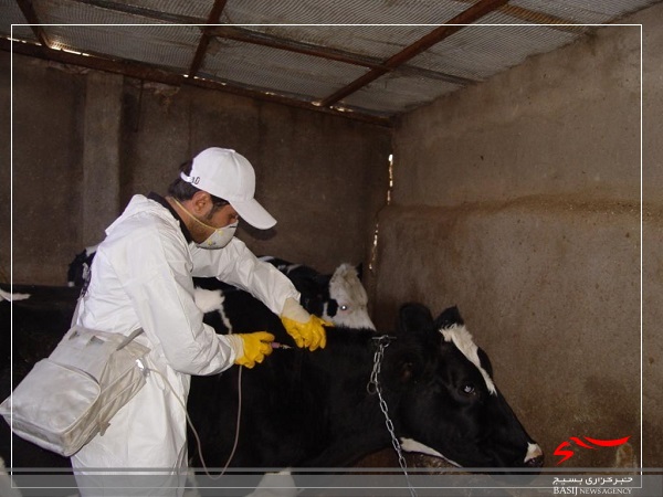 عملیات واکسیناسیون بر علیه تب مالت در روستاهای شهرستان سرعین انجام می شود