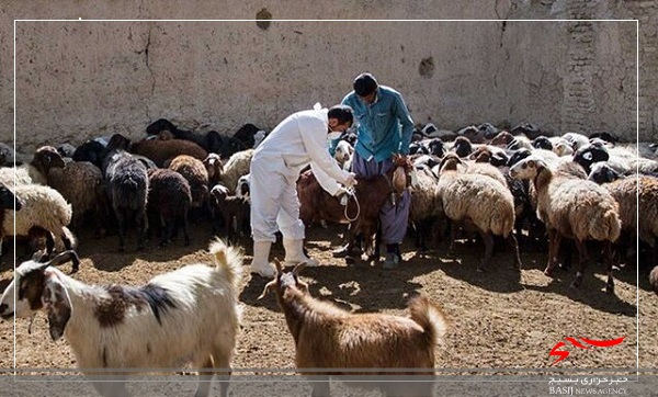 طرح واکسیناسیون دام و طیور برای جلوگیری از طغیان بیماری‌ها در استان اردبیل اجرا می‌شود