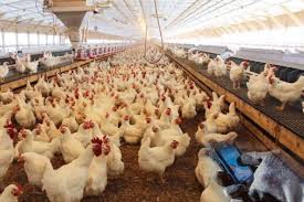 پیش بینی توزیع مرغ روزانه مردادماه ۱۴۰۰ شاهرود، متوسط ۵۰ تن