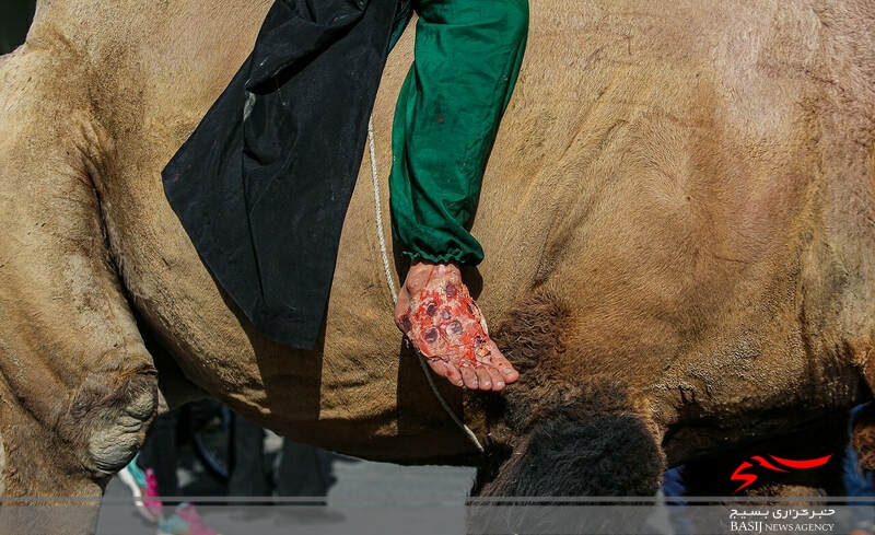 کاروان نمادین اسرای کربلا در قم