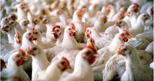 کشف مرغ زنده فاقد مجوز در اسدآباد