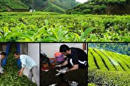 مصرف سالانه ۷۰ هزار تُن چای در کشور/ نیازمند واردات هستیم