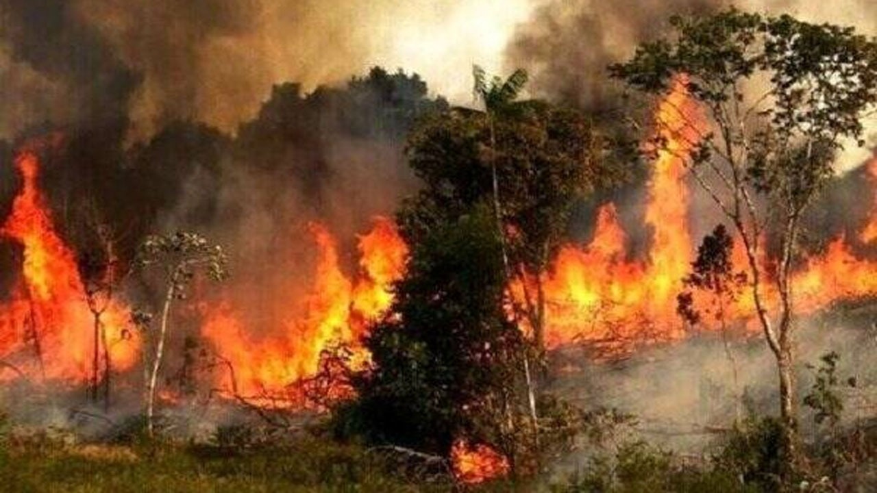 آتش سوزی در ۶ نقطه از جنگل های گلستان