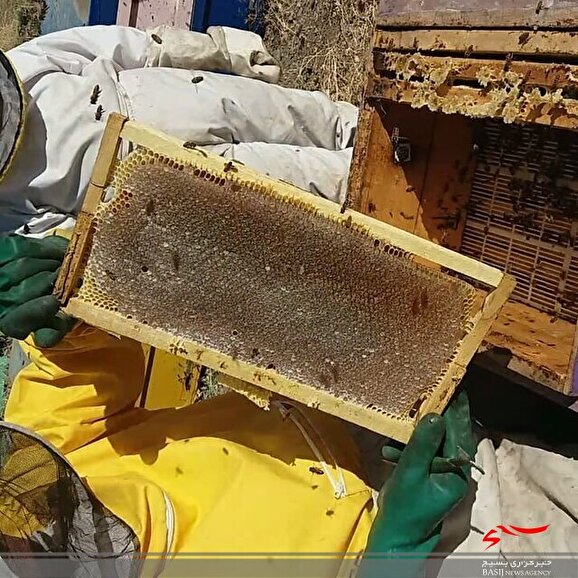کارآفرینی به شیرینی عسل توسط زنبوردار پیرانشهری