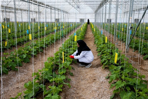البرز، شاخص ترین استان در کشاورزی دانش بنیان است