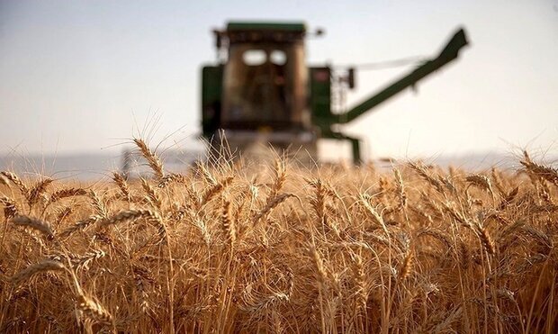 خرید بیش از ۲۵۰۰ تن گندم مازاد بر نیاز کشاورزان زنجانی