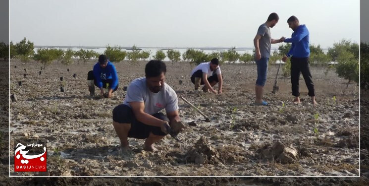 ۱۰۰۰ نهال حرا توسط بسیجیان بوشهر کاشته شد