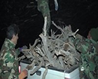 دستگیری قاچاقچیان تاغ و کشف ۲۰ تن چوب و ذغال در شاهرود
