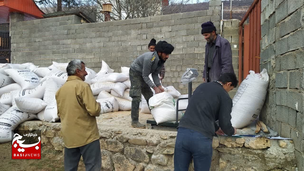 توزیع خوراک دام ارزان در۴۰ دهستان کم برخوردار مازندران توزیع خوراک دام ارزان در۴۰ دهستان کم برخوردار مازندران