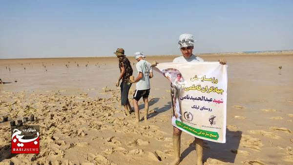 کاشت درخت حرا در ساحل دریا توسط گروه جهادی شهید نامی